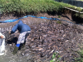 Kreasi Usaha : Panduan Dasar Budidaya Ikan Lele (Clarias sp.) Menguntungkan dengan Sistem Kolam Tanah - Garda Remaja