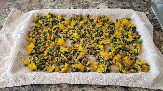 The skin care benefits of dandelion, how to use dandelion in DIY skin care recipes, plus a dandelion oil recipe. By Angela Palmer at Farm Girl Soap Co. Learn to make your own herbal skin care.