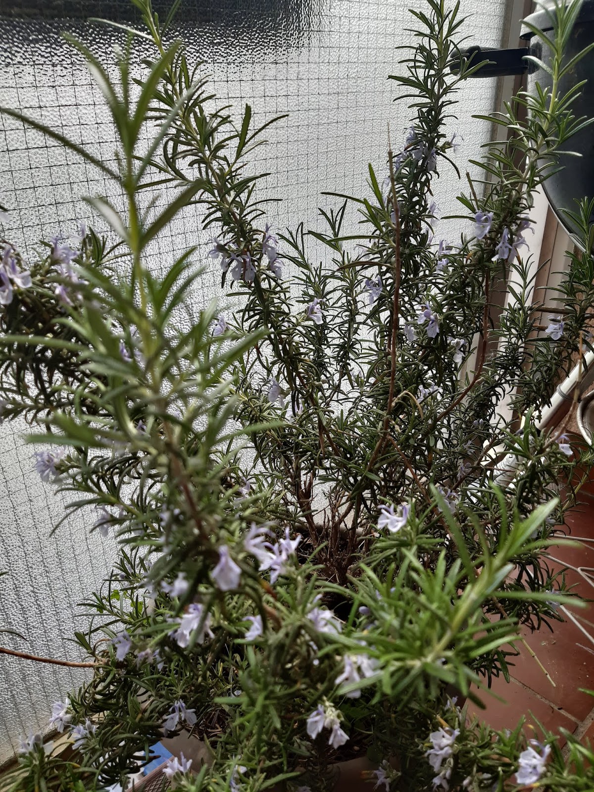 Wymuszony blog O mój rozmarynie...