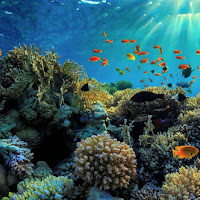 Pengertian Terumbu Karang Jenis Ekosistem Manfaat Dan Persebarannya Geograpik