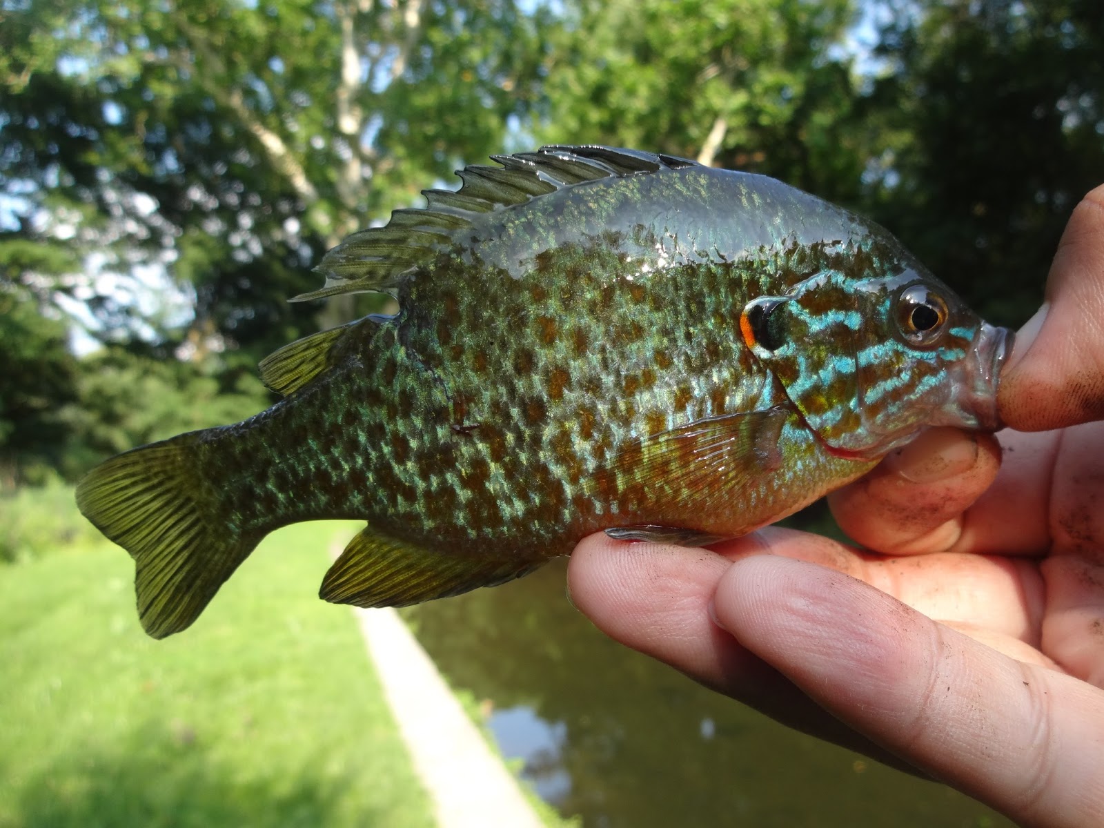 Extreme Philly Fishing: July Fishing Sessions (Last Updated: COMPLETE)