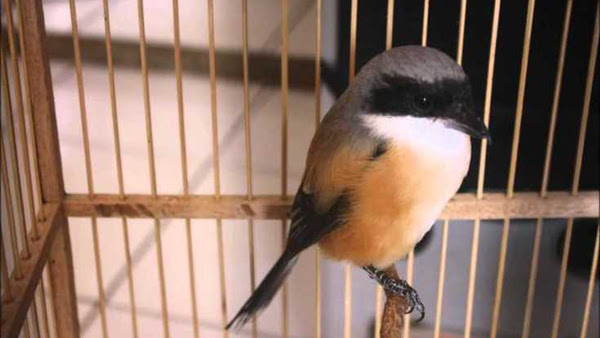 Cara Mengatasi Burung Cendet Yang Sangat Galak