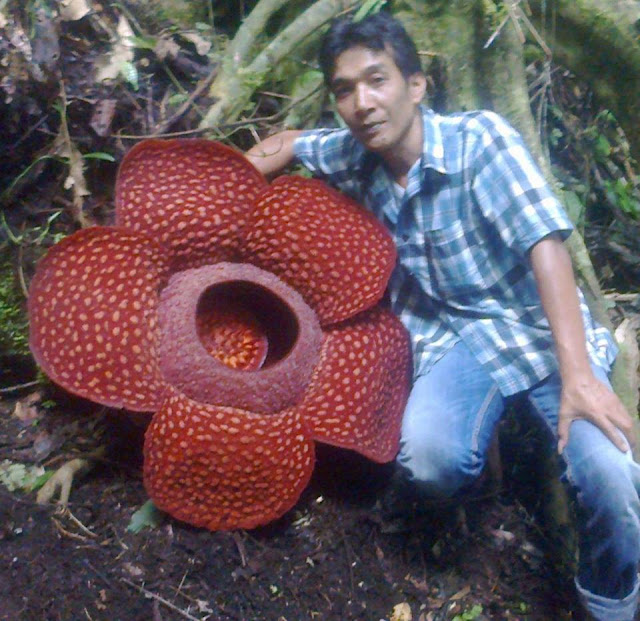 TimeLapse Photos Of Blooming Rafflesia Flower Goes Viral Up Daily