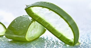 Benefits Of Aloe Vera Beauty Benefits Of Aloe Vera Beauty