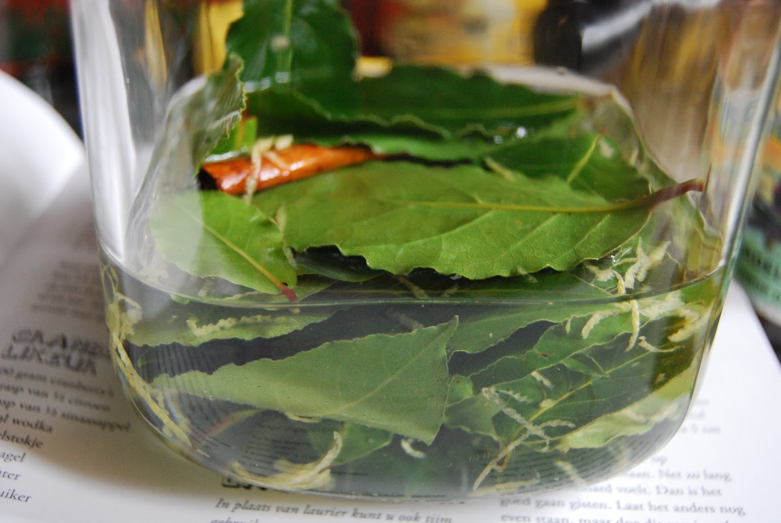 boeddhamum glutenfree Liquoro di alloro Laurierlikeur Bay leaf