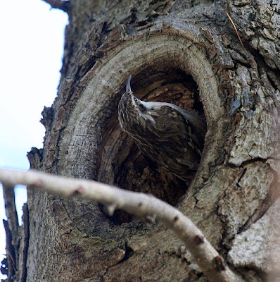 Raspinell comú (Certhia brachydactyla)