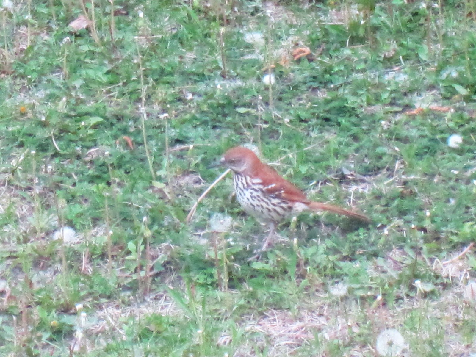 Sawyers Landing: Wood Thrush (or some type of Thrush and a Brown Thrasher