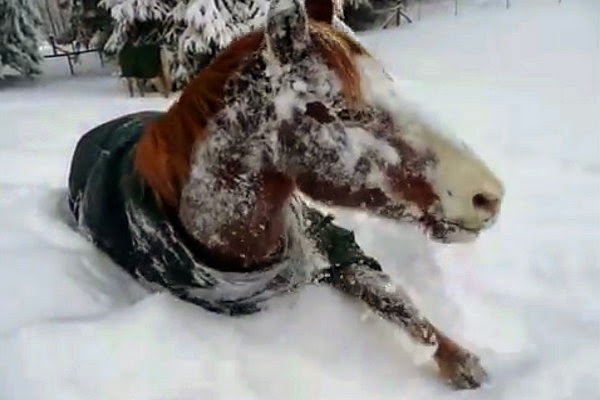 This Horse Has Never Seen Much Snow. His Reaction After a Huge Snowstorm Made Me Smile!