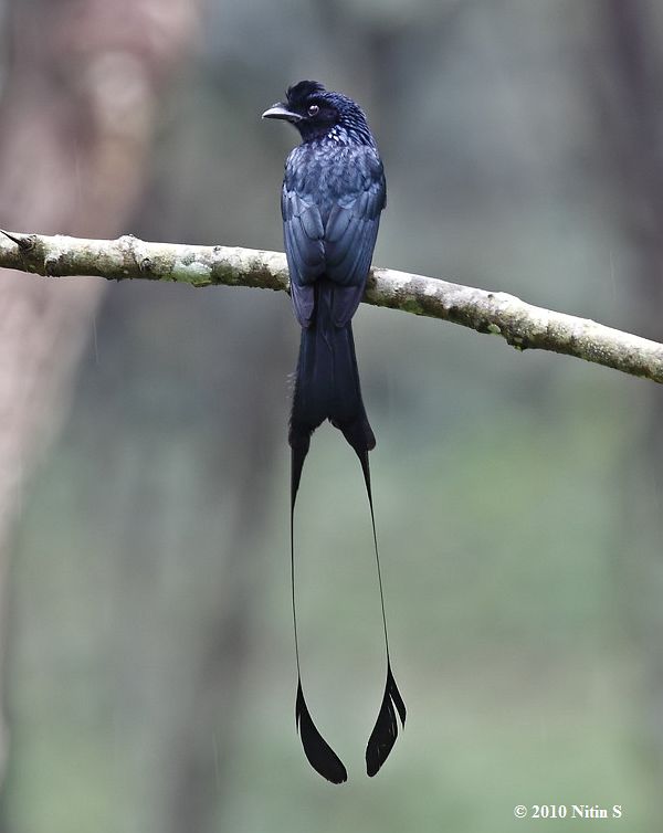 Какая птица имеет хвост. Птица с длинным хвостом. Красивые птицы с длинным хвостом. Птица с длинным тонким хвостом. Черная птица с длинным хвостом.