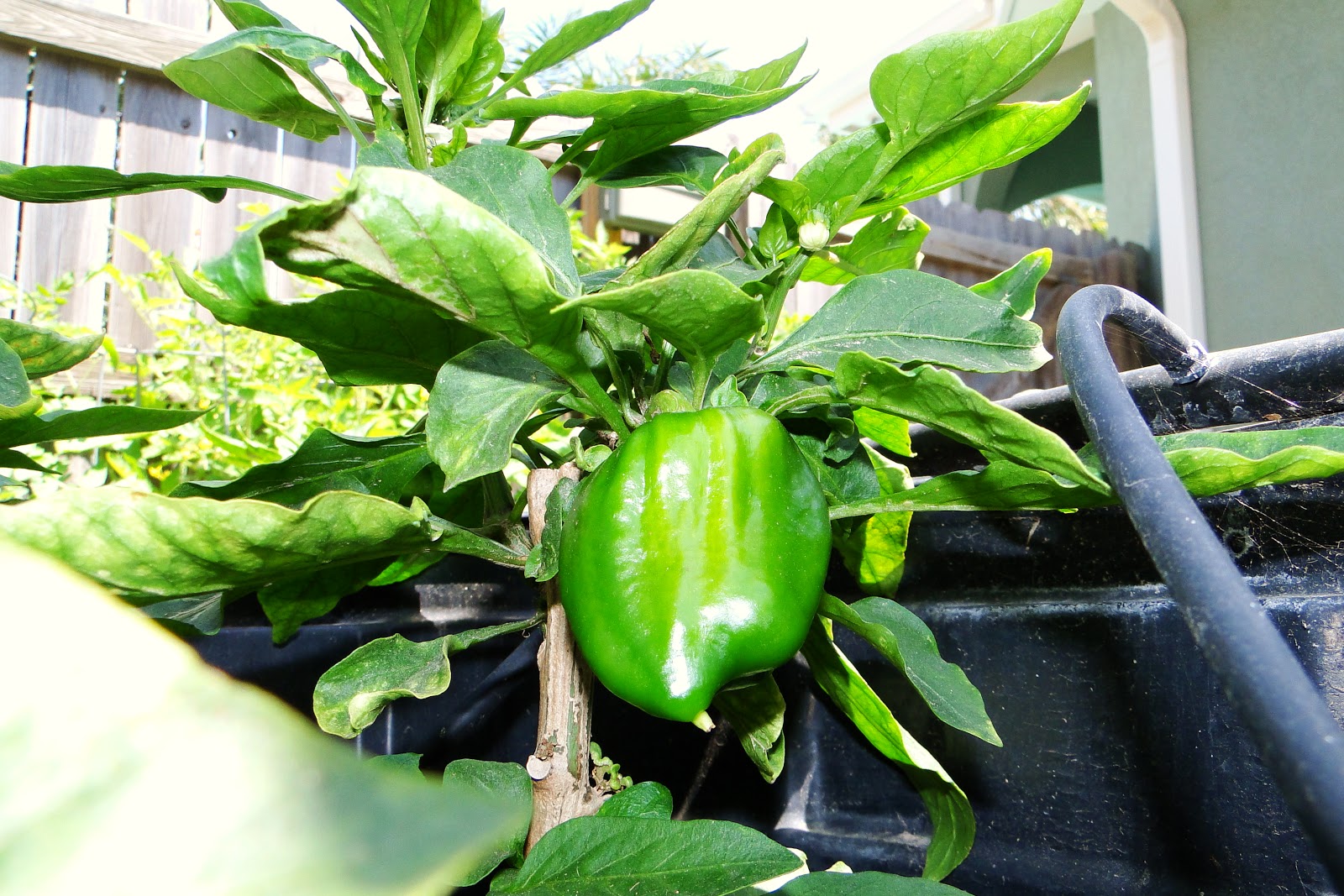 Alejandro Pepper Farm Sweet California Wonder Peppers
