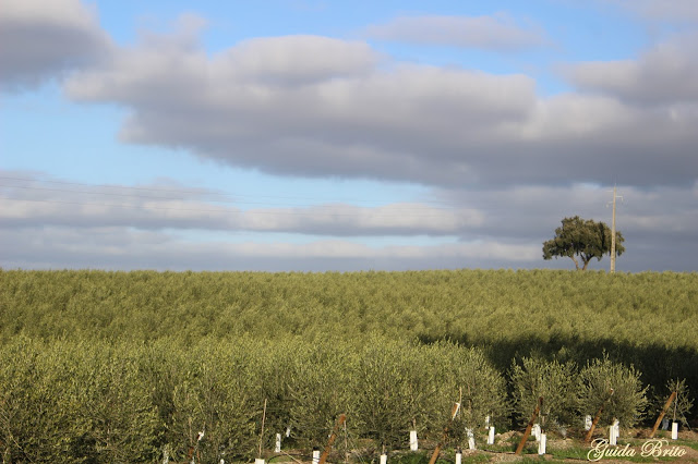 Genocídio no Alentejo: Quem extermina o Povo Alentejano? Portugal ou Espanha?