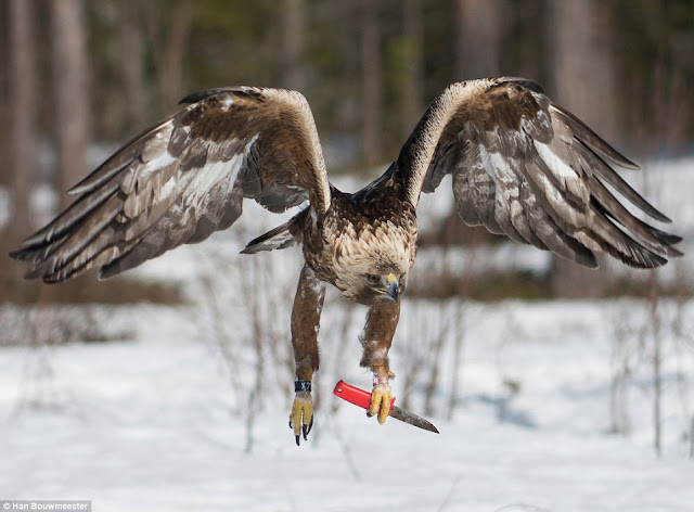 golden eagle who carries a KNIFE
