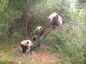 Zoo Panda di Chengdu