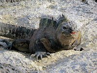 The loser in the aftermath of an iguana fight, galapagos Islands, Ecuador.