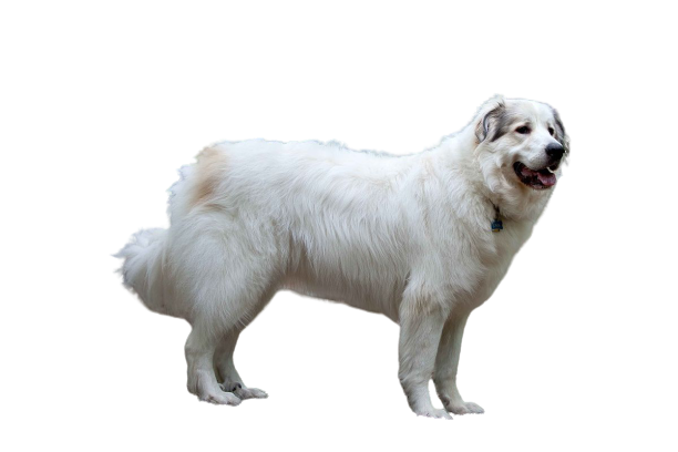 Great Pyrenees Dog Breed Information