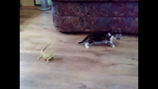 8r9gg74zumhz.gif