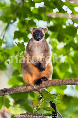 Canguro arborícola de Lumholtz (Dendrolagus lumholtzi)