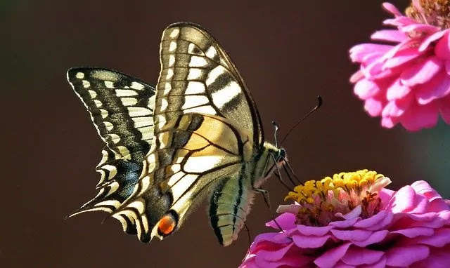 flowering plants that attract pollinators