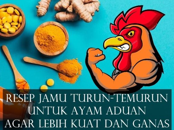 Cara Membuat Jamu Ayam Aduan Alami agar Sehat dan Kuat