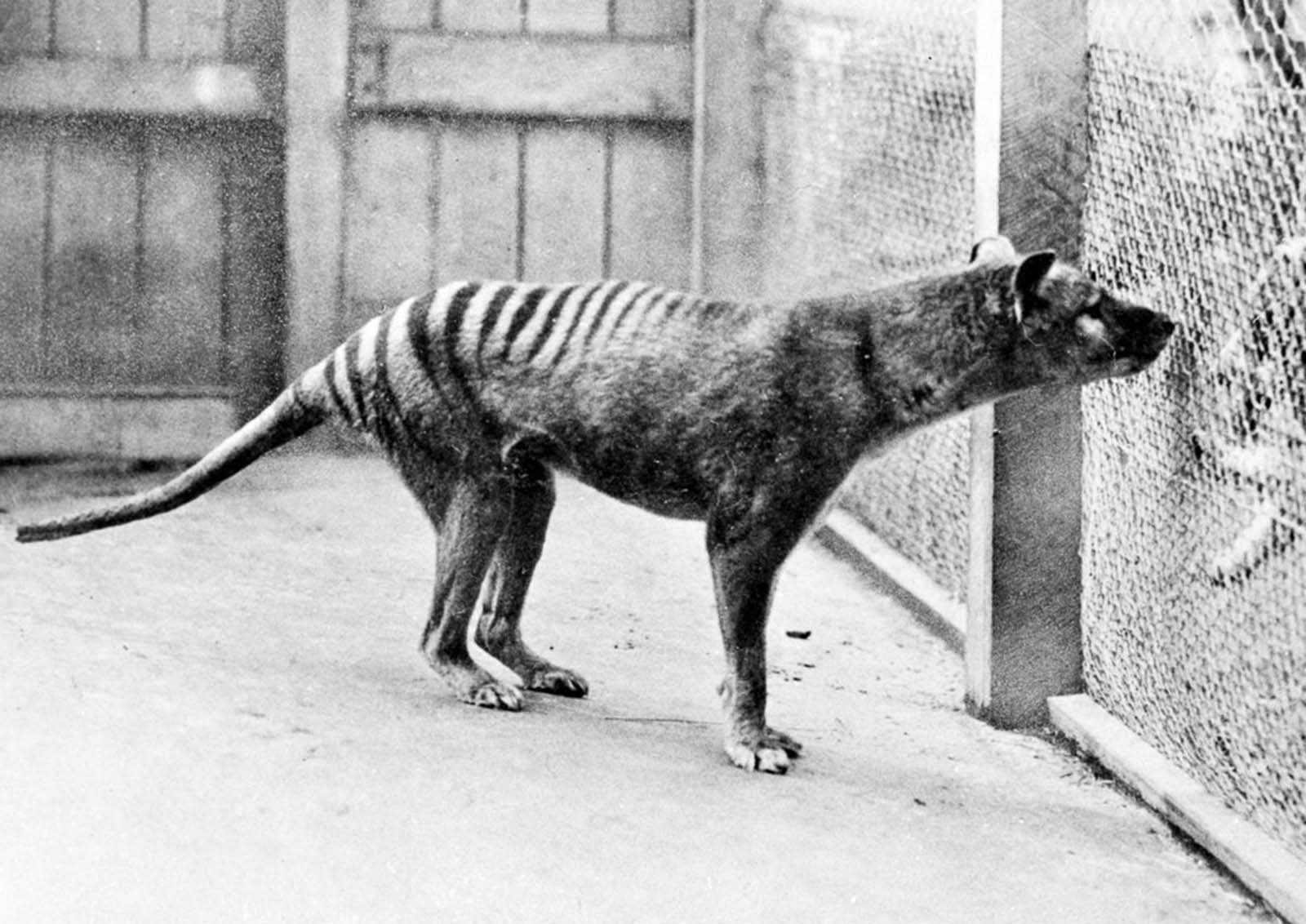 One of the last thylacines in captivity at the Hobart Zoo. 1933.