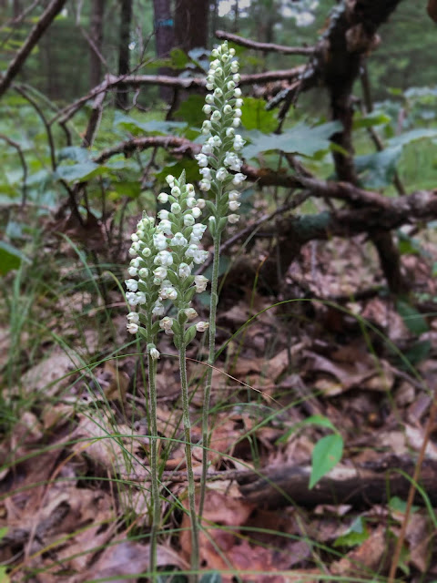 Downy Rattlesnake Plantain orquídeas (Goodyera pubescens)