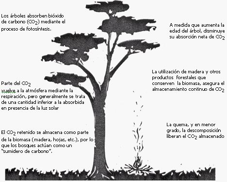 Senderismo y botánica: Funciones de los árboles