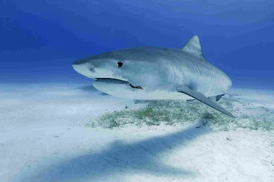 shark