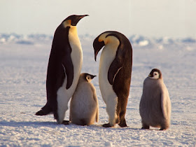 Dangerous of Wild Animals: Emperor Penguin