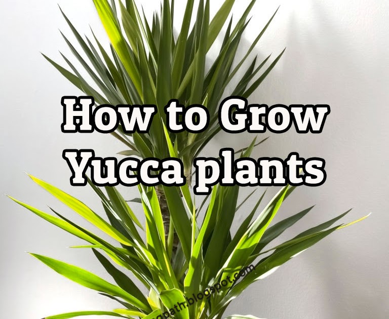 Yucca Growing How To Care For A Yucca Houseplant
