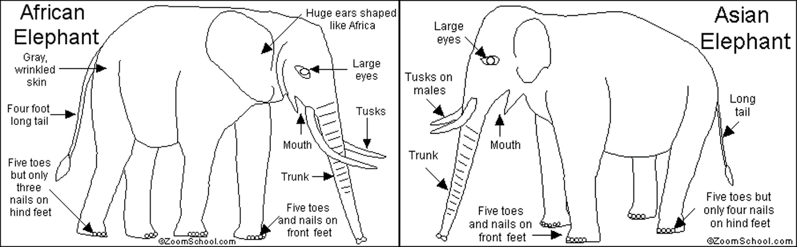 внешнее строение слона. анатомия хобота слона. строение слона. слон строение тела. слон строение тела.