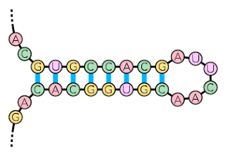 RNA'da bir firkete yapısı