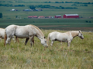  Horses, photo by J.J.