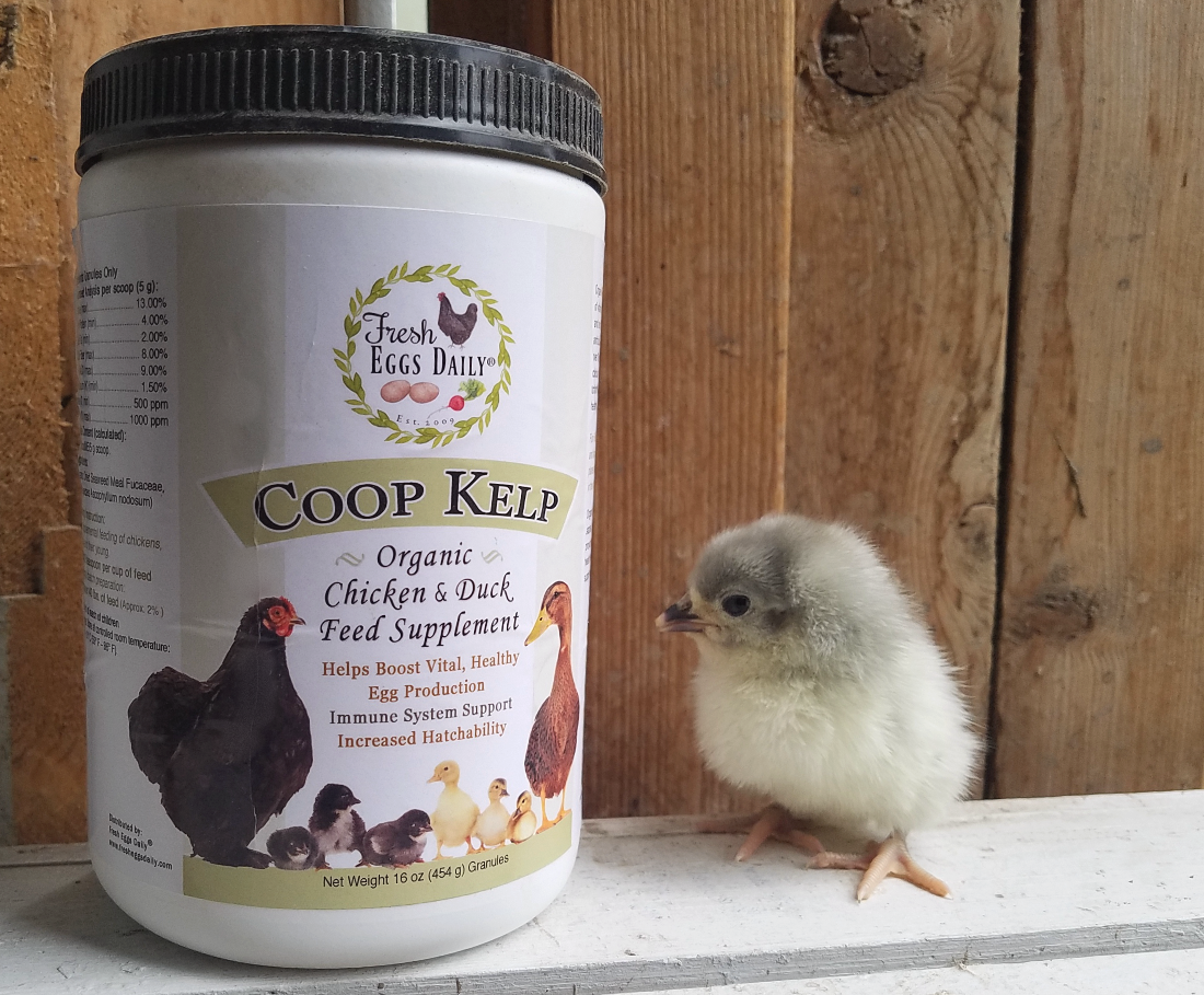 Sea Kelp Natural Antibiotic for Chickens? Fresh Eggs Daily® with