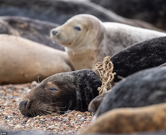 كلاب البحر في خطر كلاب البحر في خطر
