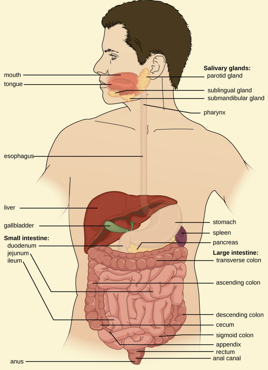 The Digestive System: The Digestive System In The Human Body