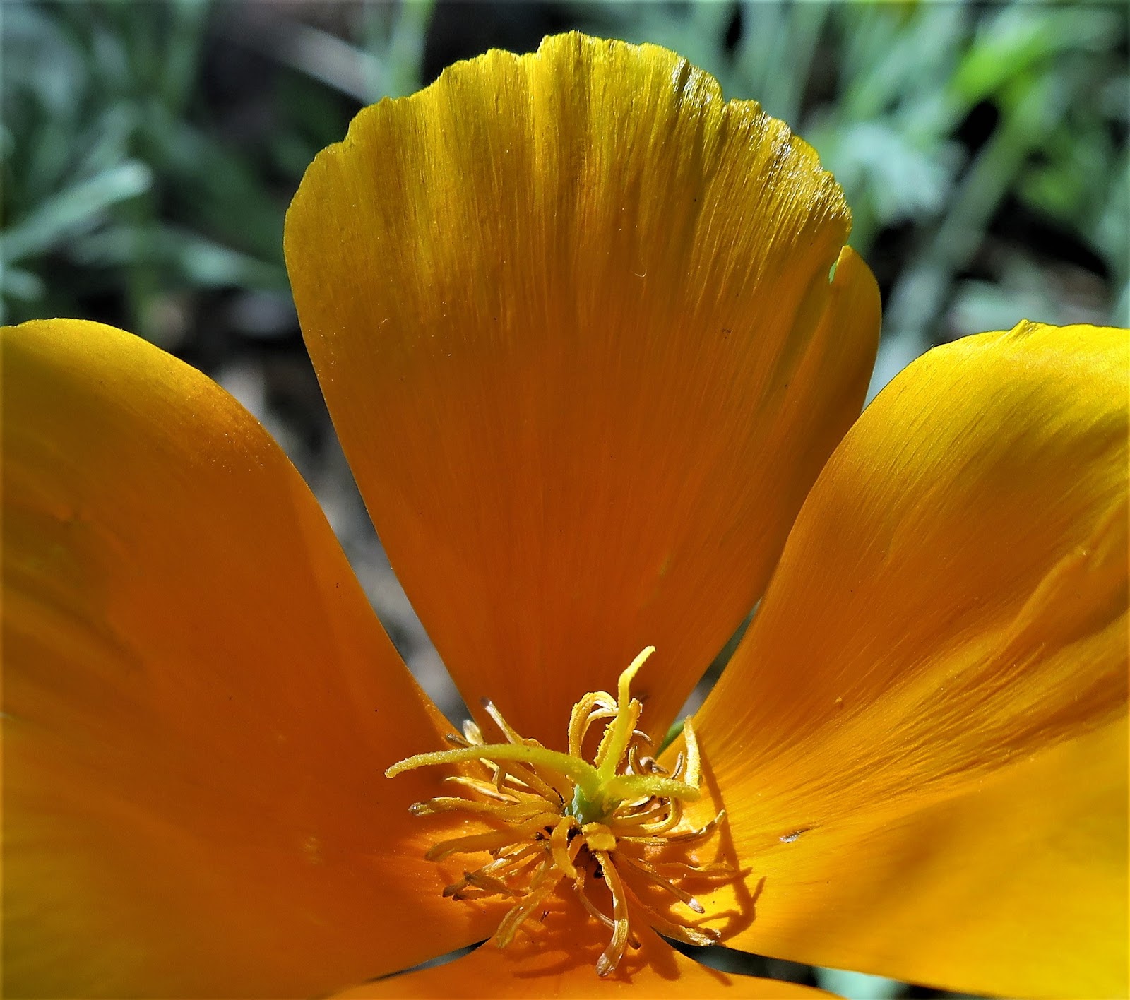 Living Rootless El Paso UTEP Vellum and Velvet