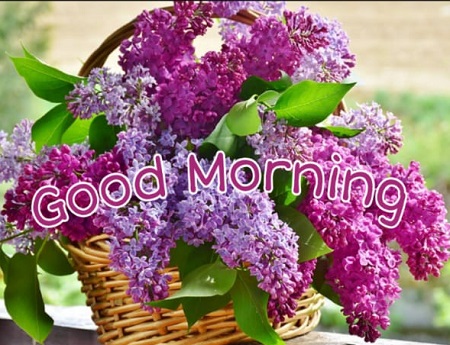 Good Morning Photos Good Morning Photos