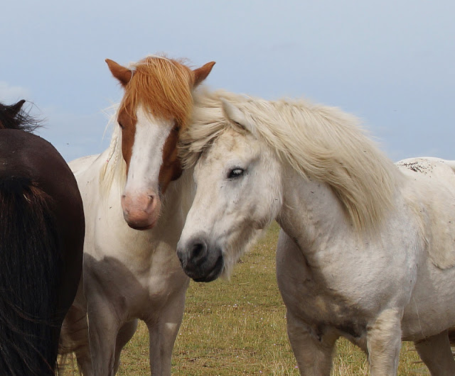 Unsere Ausflüge rund um Vejers. Auf Skallingen gibt es Pferde und Ponys sowie freilaufende Kühe.