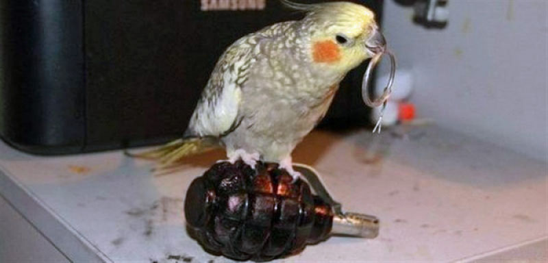 Lustige Tierbilder - Vogel zieht Stift aus Handgranate