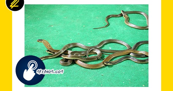 Menyeramkan,' Teror Ular Kobra Ditemukan Di Balik Lipatan
