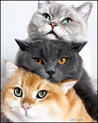 Amazing Cat GIF • Pile of 3 gorgeous cats with green, orange and blue eyes! What is your favorite eye color? Amazing Cat GIF • Pile of 3 gorgeous cats with green, orange and blue eyes! What is your favorite eye color?