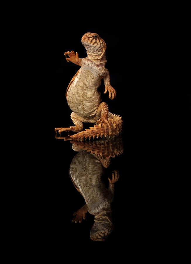 Photography: The cool dancing lizards