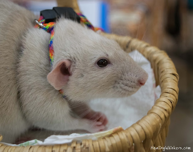 Oliver the Therapy Rat at Shorter University