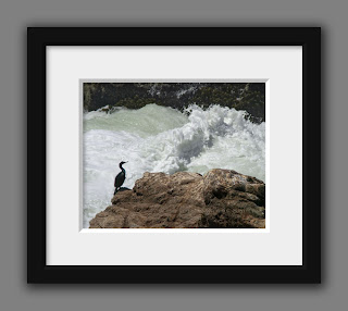 A cormorant sits patiently on a rock next to the turbulent waters of the Pacific waiting for his dinner to arrive.