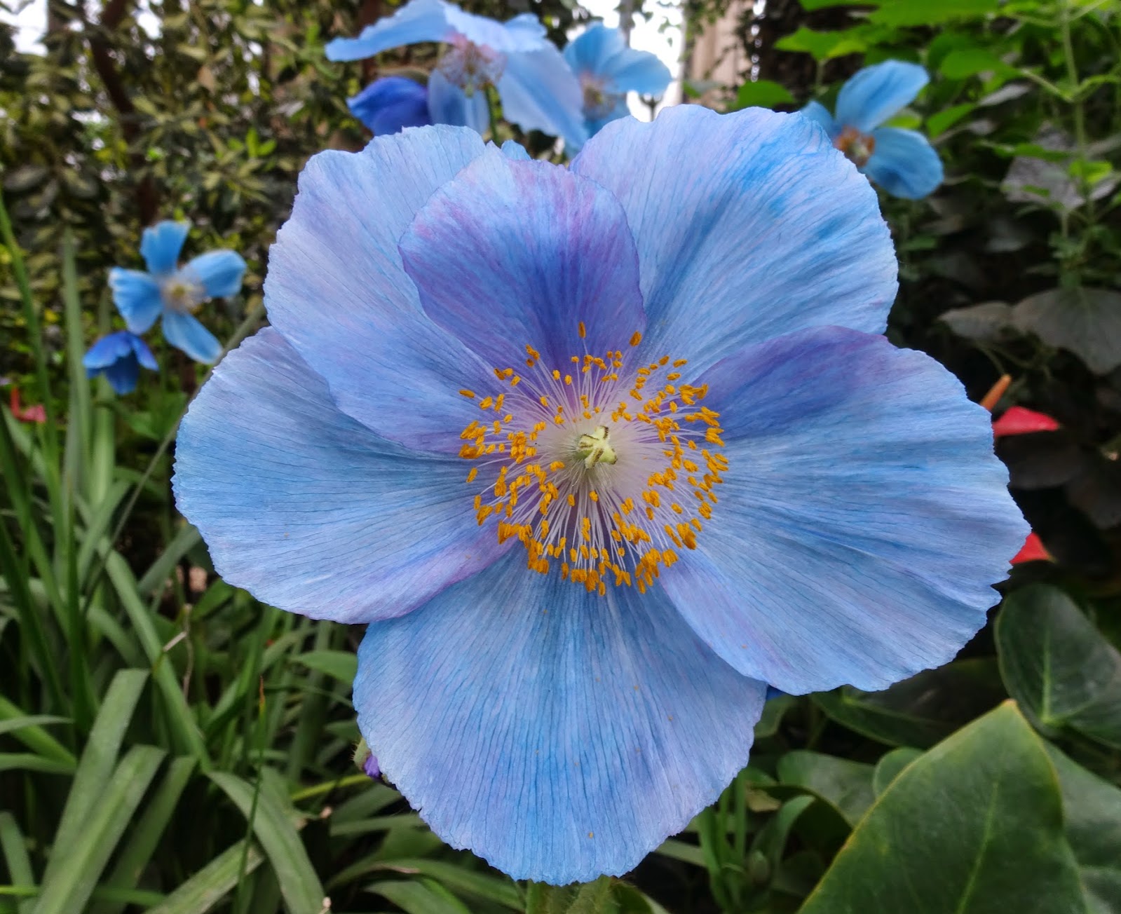 Love, Joy and Peas Rare Blue Poppies for Floral Friday