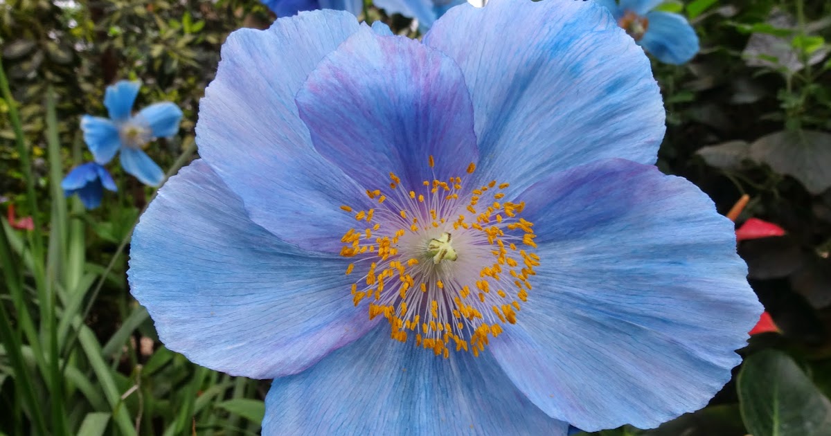 Love, Joy and Peas Rare Blue Poppies for Floral Friday