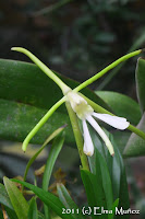 Epidendrum nocturnum