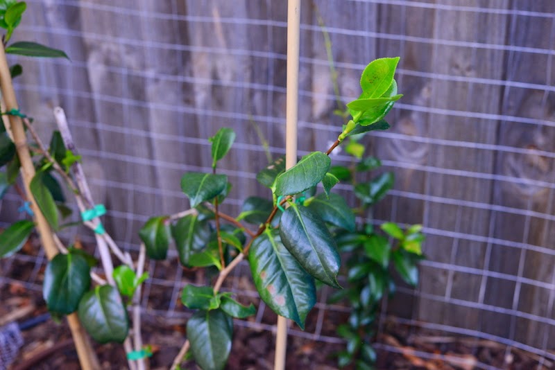 The Garden Dirt Blog Good Things Growing January 2009