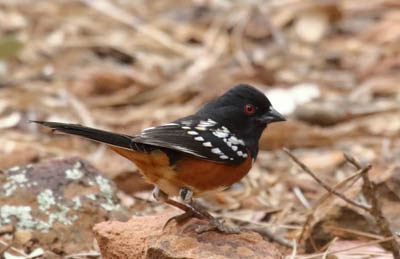 Photo of Spotted Towhee on ground