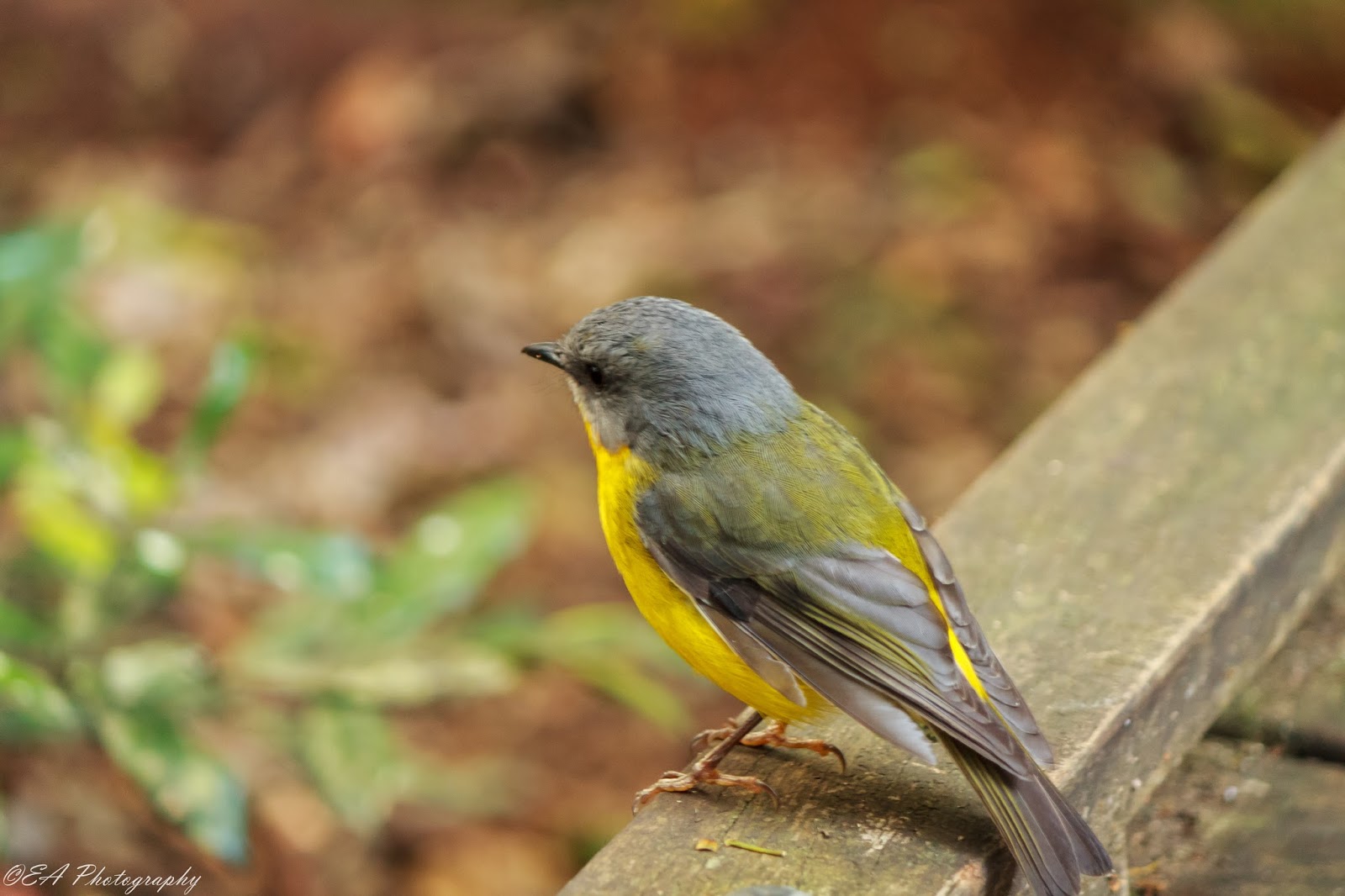 The Greatest of These is LOVE Wild Bird Wednesday Eastern Yellow Robin